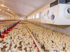 Biosecurity in Poultry Farming: Protecting Flocks, Ensuring Productivity