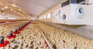 Biosecurity in Poultry Farming: Protecting Flocks, Ensuring Productivity