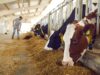 Protecting Biotechnological Processes in Animal Husbandry: Strategies for Biosecurity, Data & IP Safeguards, and Sustainable Innovation Protecting Biotechnological Processes in Animal Husbandry: Strategies for Biosecurity, Data & IP Safeguards, and Sustainable Innovation