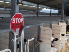 Safeguarding Calf Health: Dairy Farm Biosecurity Strategies Safeguarding Calf Health: Dairy Farm Biosecurity Strategies