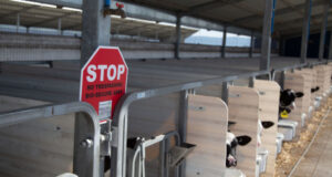 Safeguarding Calf Health: Dairy Farm Biosecurity Strategies Safeguarding Calf Health: Dairy Farm Biosecurity Strategies