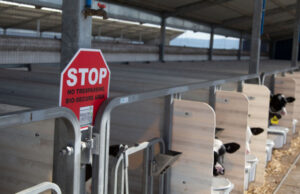 Safeguarding Calf Health: Dairy Farm Biosecurity Strategies Safeguarding Calf Health: Dairy Farm Biosecurity Strategies