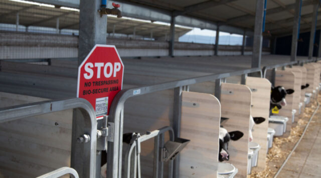 Safeguarding Calf Health: Dairy Farm Biosecurity Strategies