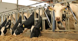 Revolutionizing the Barnyard: Recent Advances in Livestock Technology Revolutionizing the Barnyard: Recent Advances in Livestock Technology