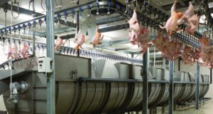 AI and Automation in Poultry Processing: Revolutionizing the Future of Protein Production AI and Automation in Poultry Processing: Revolutionizing the Future of Protein Production
