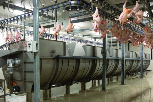 AI and Automation in Poultry Processing: Revolutionizing the Future of Protein Production AI and Automation in Poultry Processing: Revolutionizing the Future of Protein Production