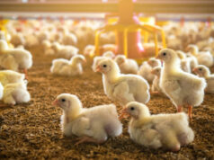 Energy-Efficient Processing Plants: Powering Poultry’s Sustainable Future Energy-Efficient Processing Plants: Powering Poultry’s Sustainable Future