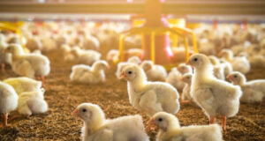 Energy-Efficient Processing Plants: Powering Poultry’s Sustainable Future Energy-Efficient Processing Plants: Powering Poultry’s Sustainable Future