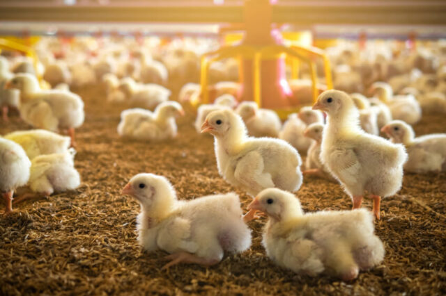 Energy-Efficient Processing Plants: Powering Poultry’s Sustainable Future