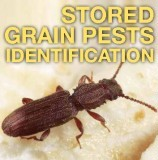 COMMON STORED GRAIN INSECT PESTS COMMON STORED GRAIN INSECT PESTS