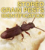 COMMON STORED GRAIN INSECT PESTS COMMON STORED GRAIN INSECT PESTS